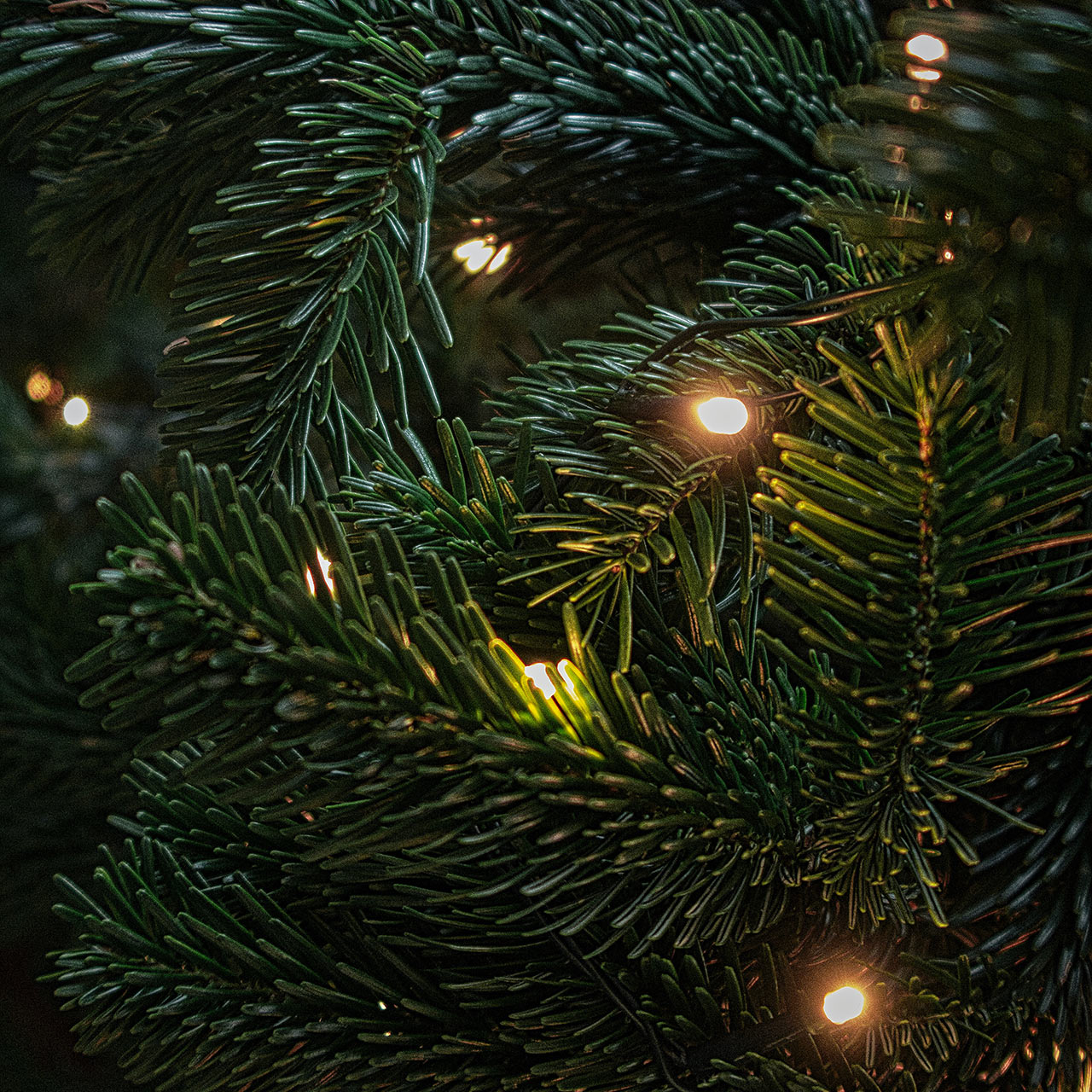 Vánoční LED řetězy jsou stylové a mají ekonomický provoz
