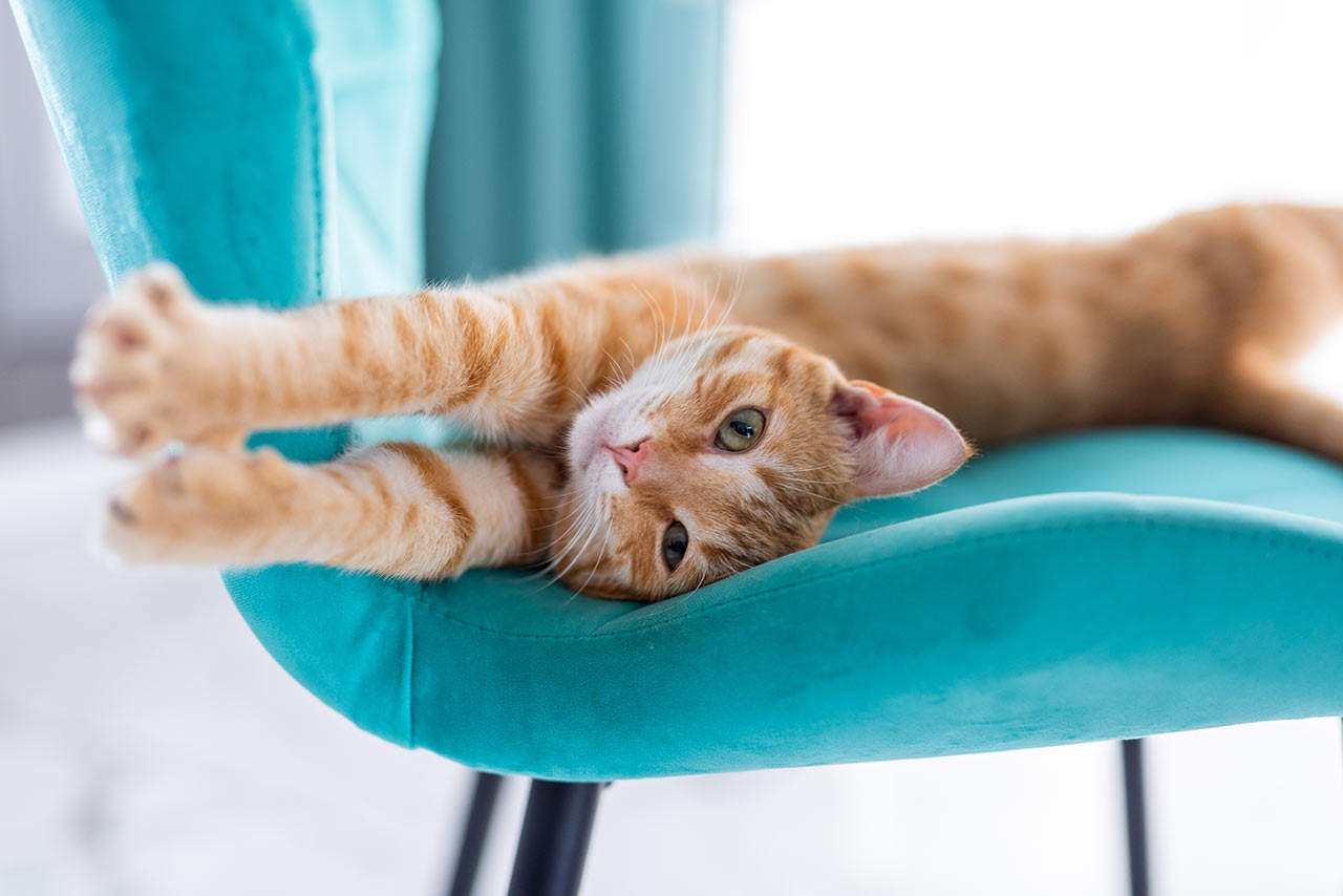 Kočka si vždycky najde způsob, jak nábytek využít posvém, snad nic nevymňoukne