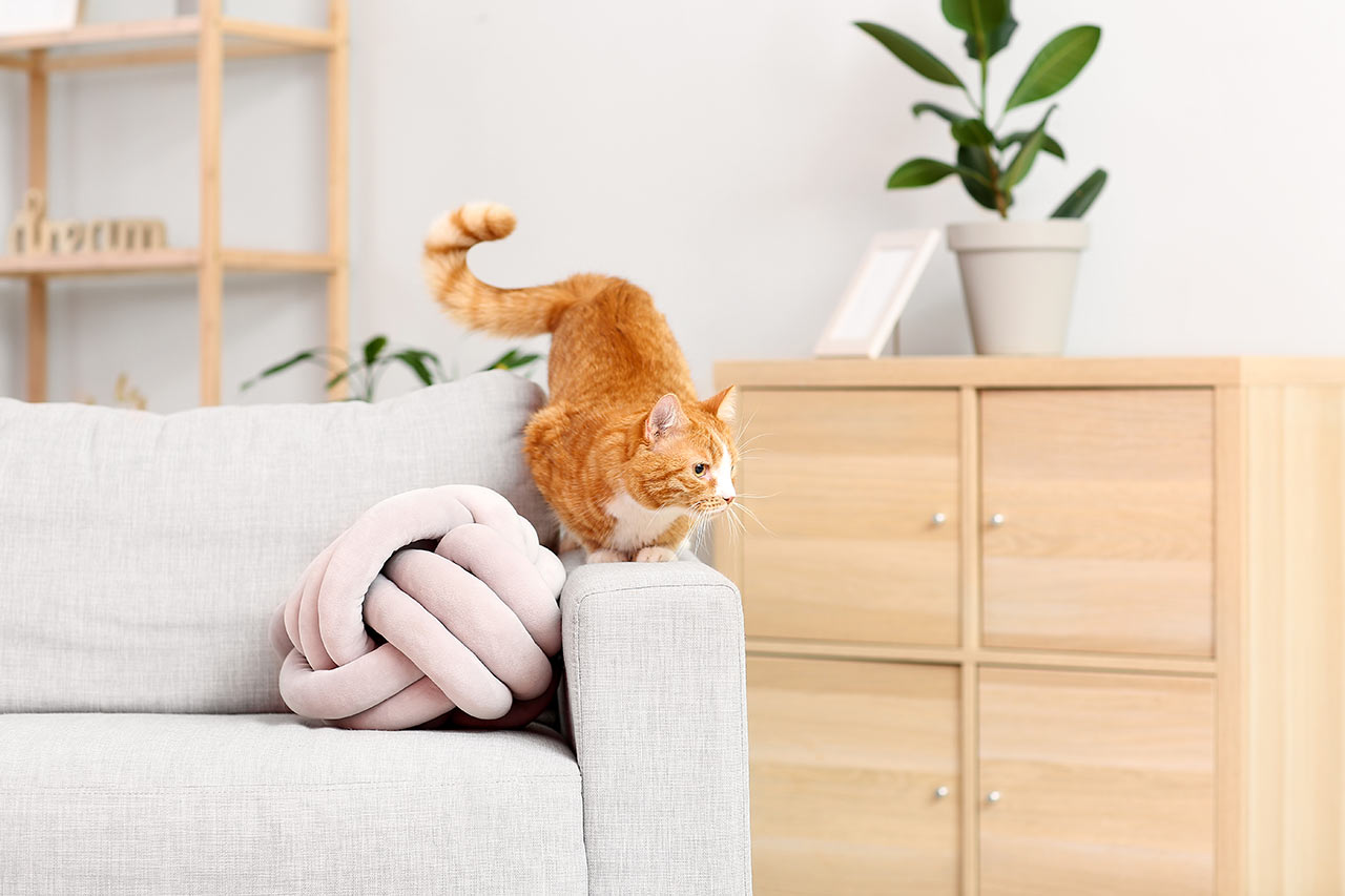 Nezapomeňte na pohovce vyhradit místo pro vašeho mazlíčka – stejně si tam nějaké najde