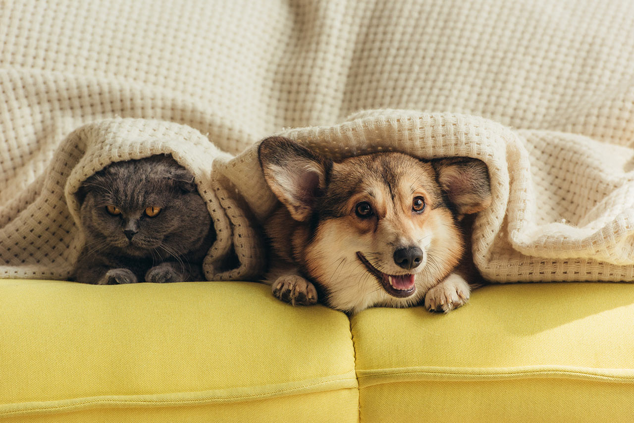 Až vaše kočka nebo pes příště skočí na gauč, pochvalte je a pohlaďte. Budou vrnět blahem