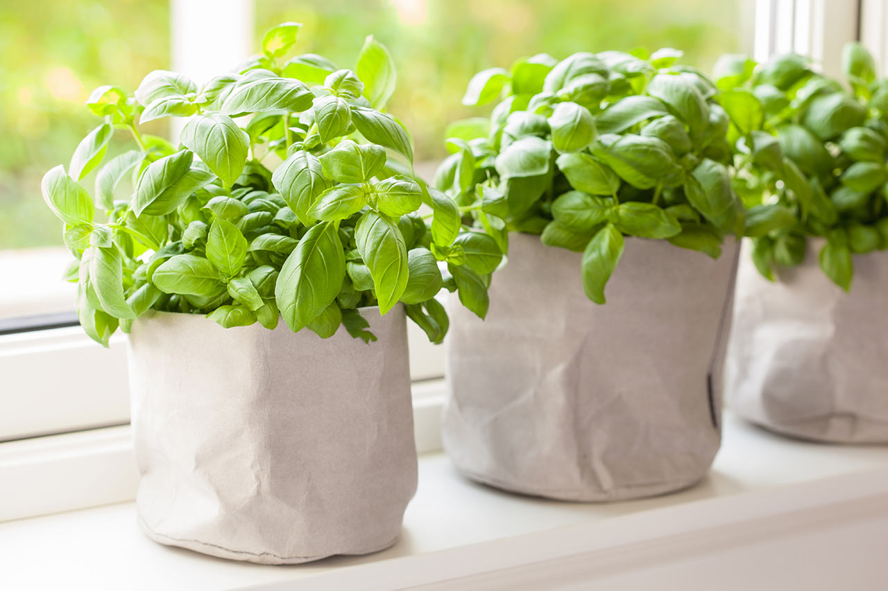 Pěstujete si doma bylinky na dochucení? Pokud ještě ne, vyzkoušejte to!