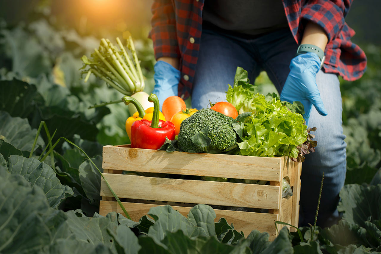 Čerstvě utržená zelenina je ideální surovina, která obsahuje spousty prospěšných látek