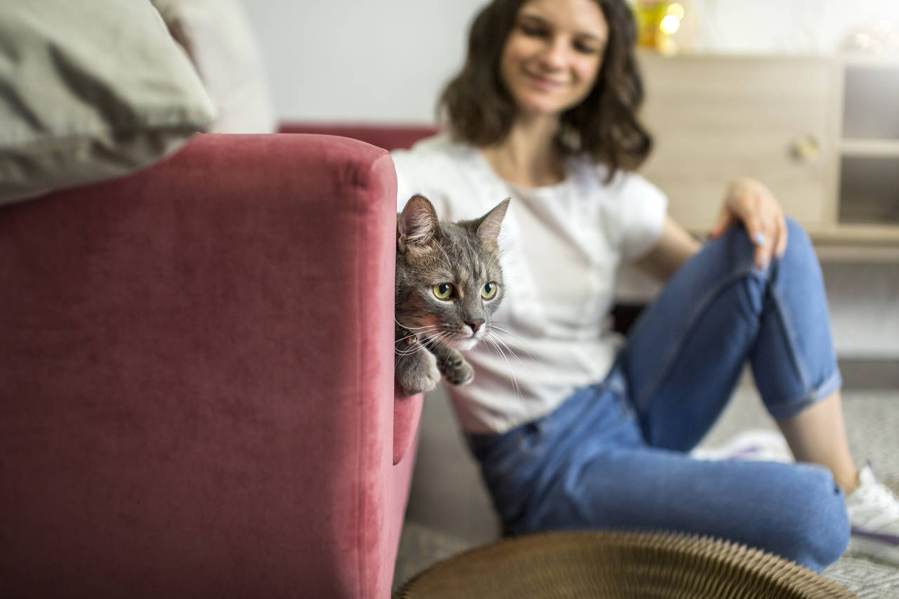 Kočka nepotřebuje v bytě mnoho prostoru.