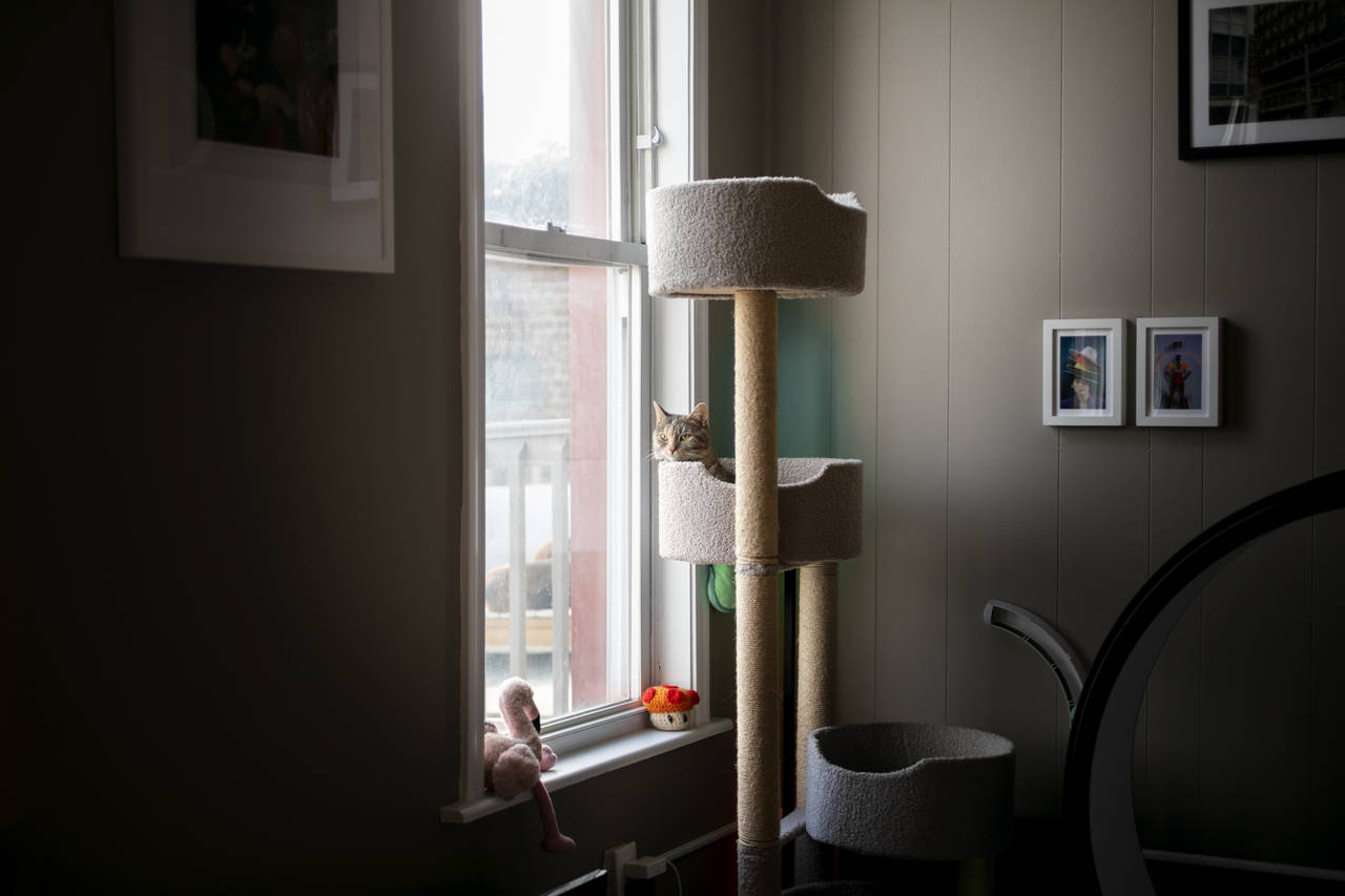 Kočky chtějí mít přehled o tom, co se děje.