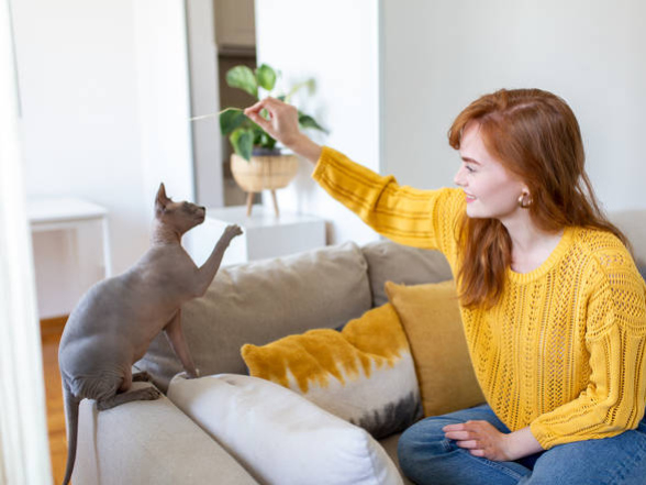 Jak navyknout kočku v bytě?